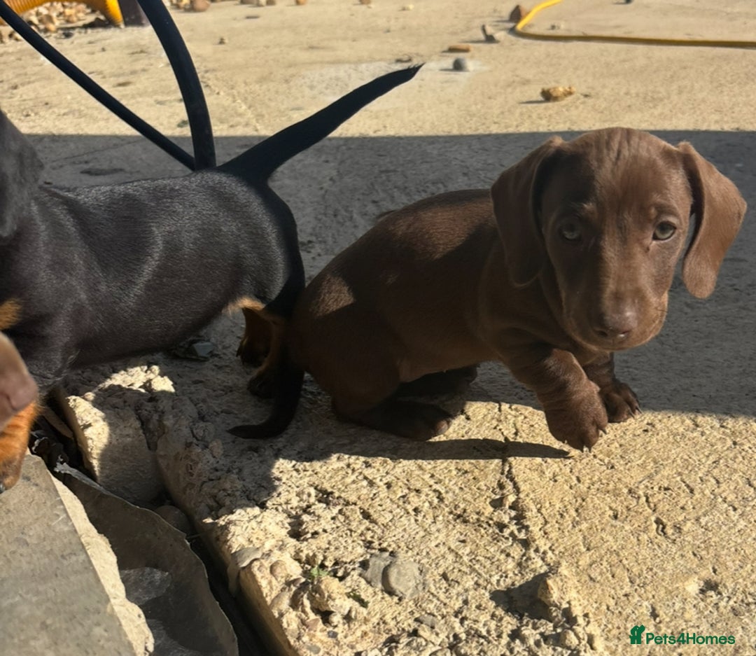 Miniature Dachshund dogs for sale: true miniature dachshunds - Image 2