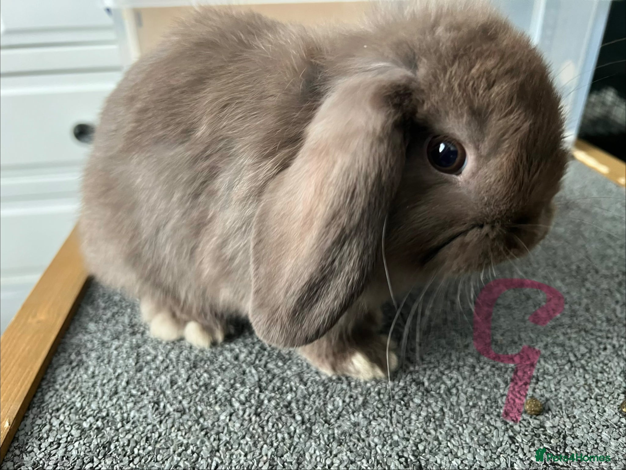 Mini Lop rabbits 🐰 Mini Lop Baby Bunnies – Ready From 1 June 🐰 - Advert 2