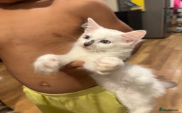Ragdoll cats for sale: Last few Ragdoll Kittens—price reduced  - Image 19