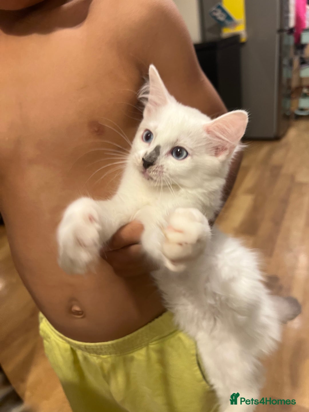 Ragdoll cats for sale: Last few Ragdoll Kittens—price reduced  - Image 19