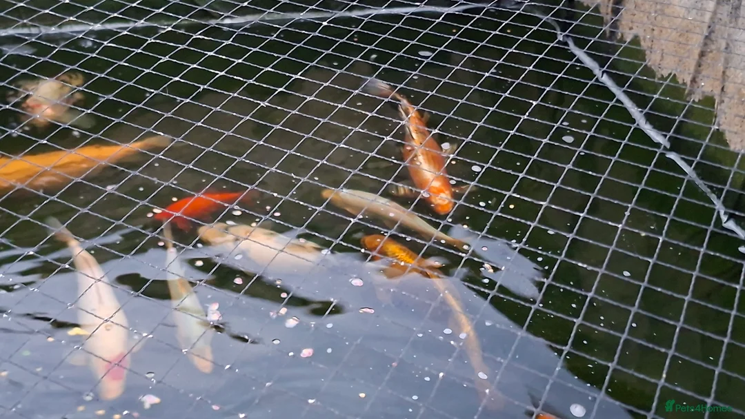 Other/Mixed Breed fish for sale: Koi, gold fish, blue orf, butterfly koi,grass carp - Advert 3