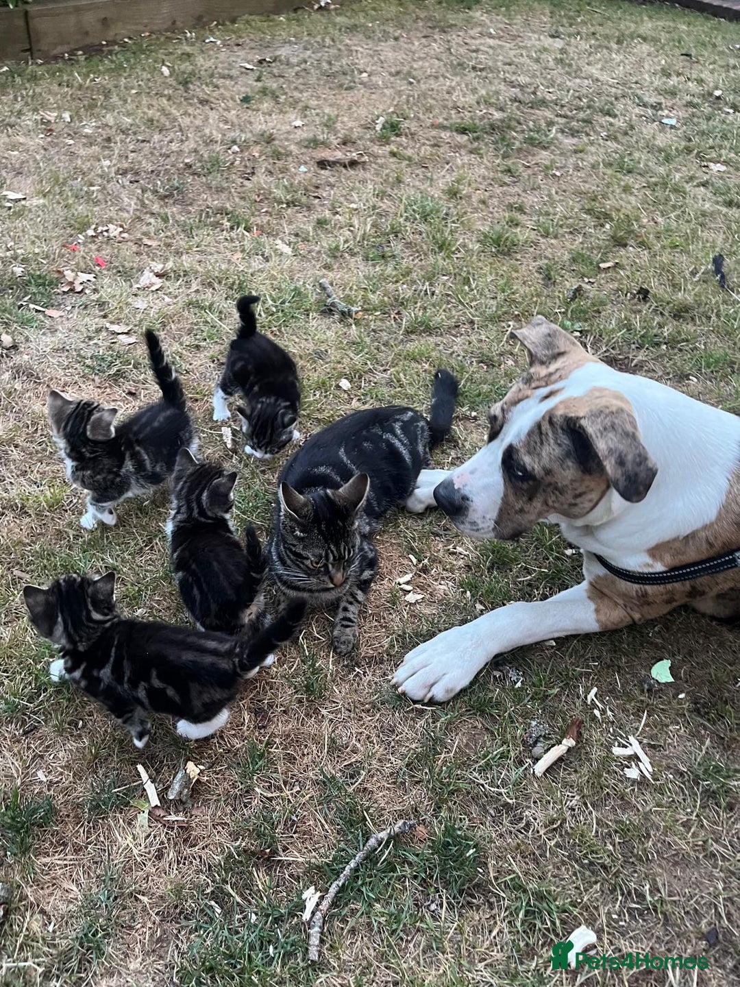 Mixed Breed cats for sale: Tabby Female Kitten, grey & white, 6 week old  - Image 10