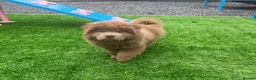 Chow Chow dogs for sale: Stunning rare lilac chow chow male puppy for sale  - Advert 3