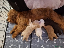 Cockapoo dogs 🐾✨ Ruby’s Toy Cockerpoo Pups Have Arrived! ✨🐾 - Advert 9