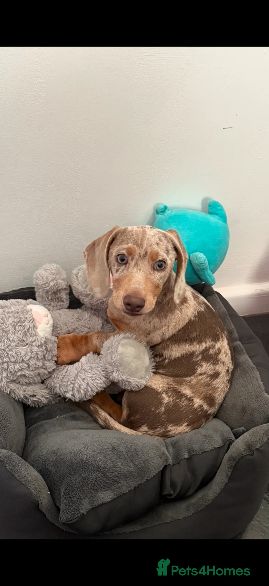 Miniature Dachshund dogs for sale: Isabelle dapple miniature dachund  in Wirral - Advert 5