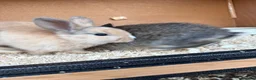 Mixed Breed rabbits for sale: Various rabbits for sale  - Advert 16