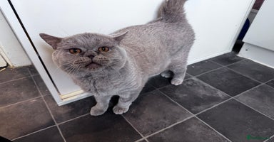 Mixed Breed cats - Advert 4