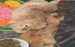 Mini Lop rabbits for sale: 2 beautiful male mini lops with full setup - Image 9