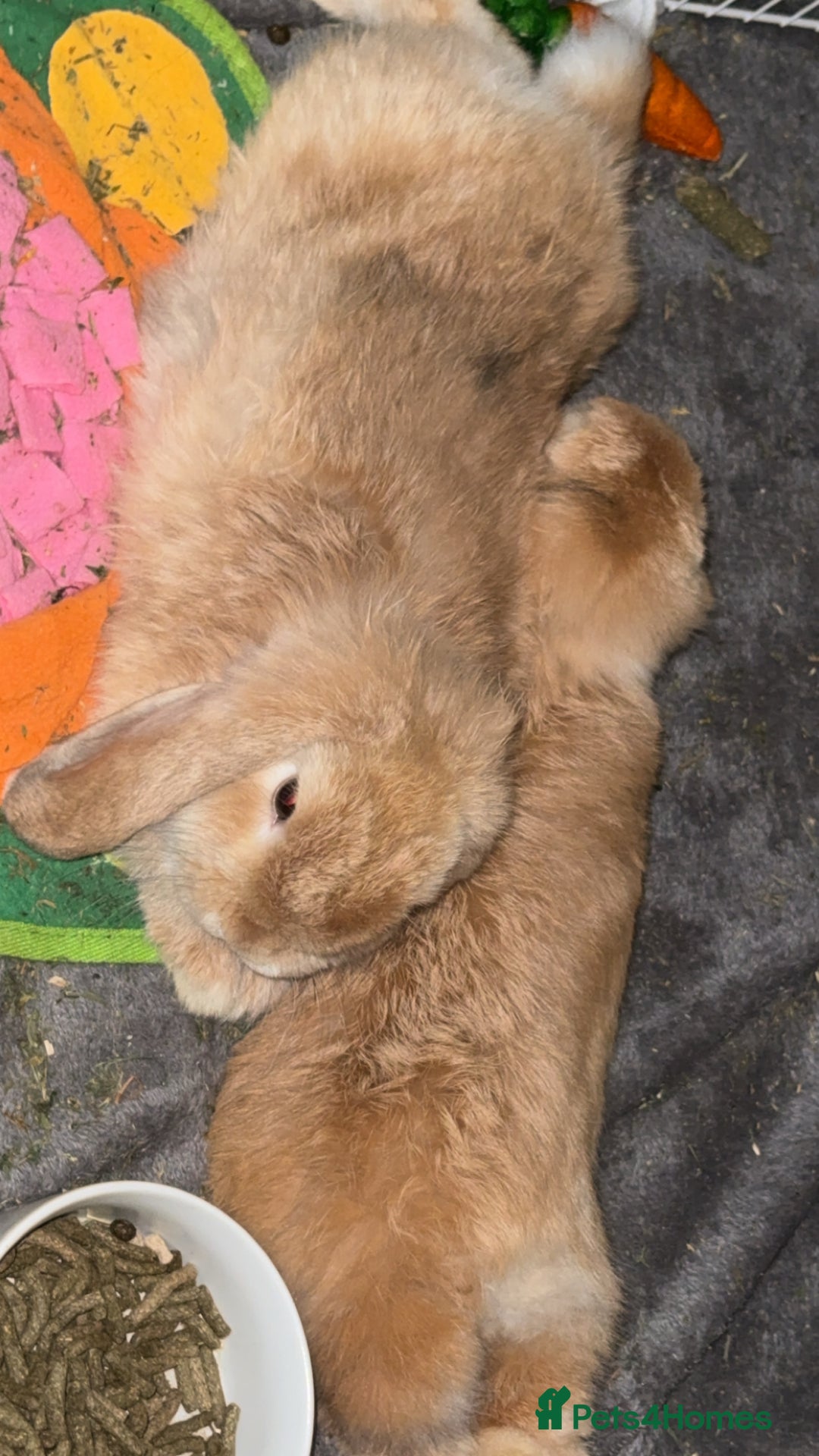 Mini Lop rabbits for sale: 2 beautiful male mini lops with full setup - Image 9