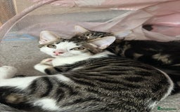 British Shorthair cats for sale: Beautiful tabby male kitten!!🩵 - Image 6