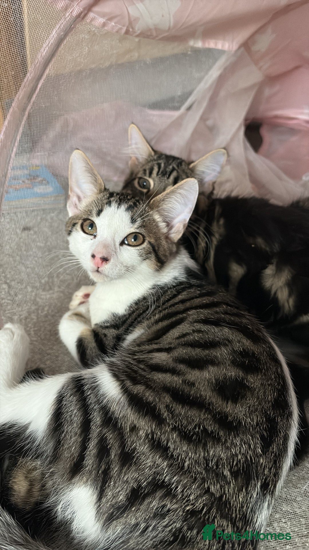 British Shorthair cats for sale: Beautiful tabby male kitten!!🩵 - Image 6