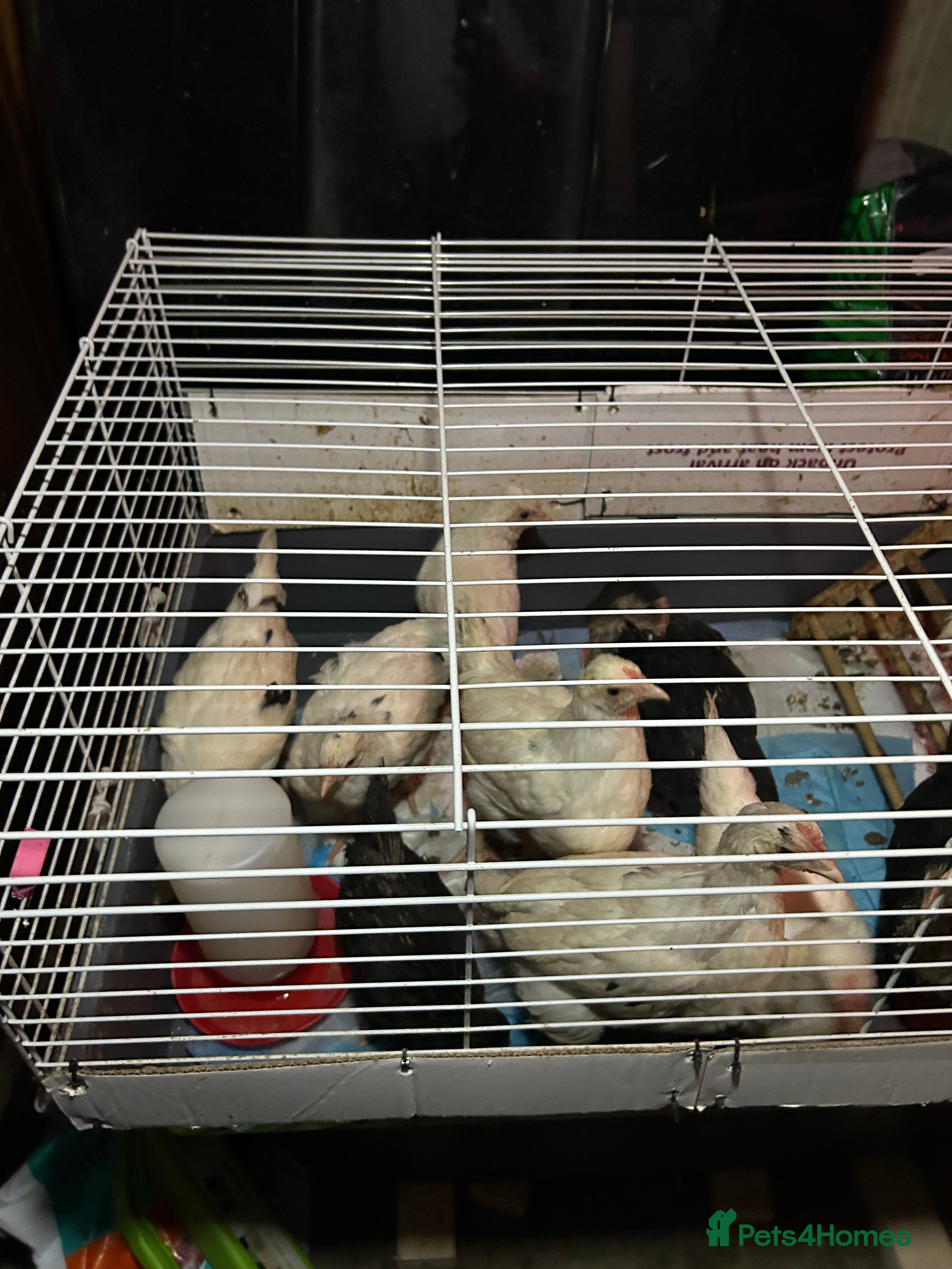 Chickens poultry 5 female growers  - Advert 3