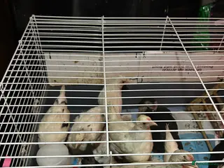 Chickens poultry 5 female growers - Advert 3