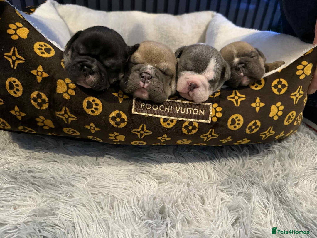 Mixed Breed dogs for sale: 3/4 English bulldog x 1/4 French bulldog - Advert 2