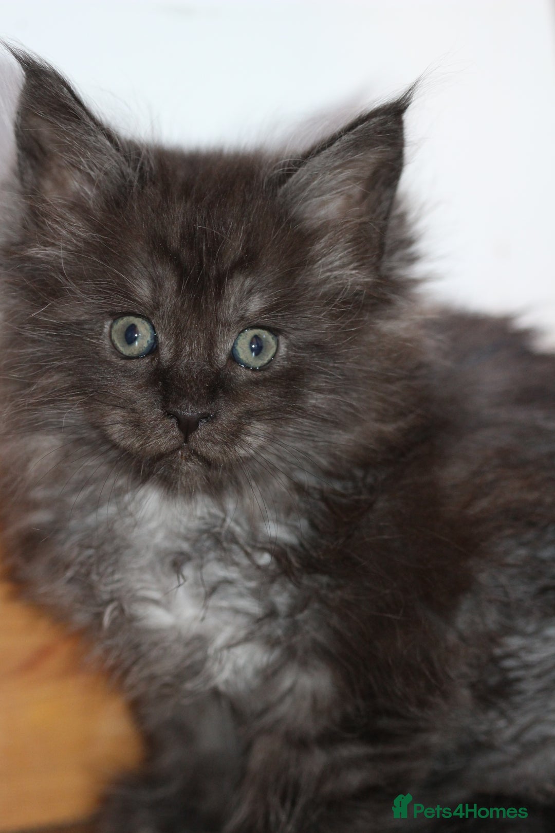 Maine Coon cats for sale: Handsome Maine Coon boys GCCF - Advert 2