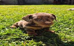 Miniature Dachshund dogs for sale: Special chocolate dapple doxies for sale - Image 5