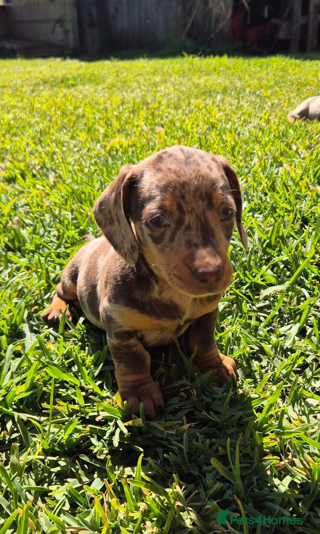 Miniature Dachshund dogs for sale: Special chocolate dapple doxies for sale - Image 5