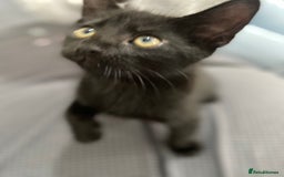 Mixed Breed cats for sale: 2 months old kittens  - Image 9