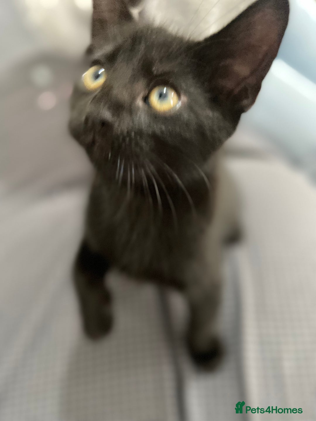 Mixed Breed cats for sale: 2 months old kittens  - Image 9