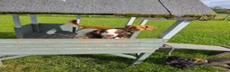 Cocker Spaniel dogs for sale: Cocker Spaniel 1x male and 1 x female - Advert 6