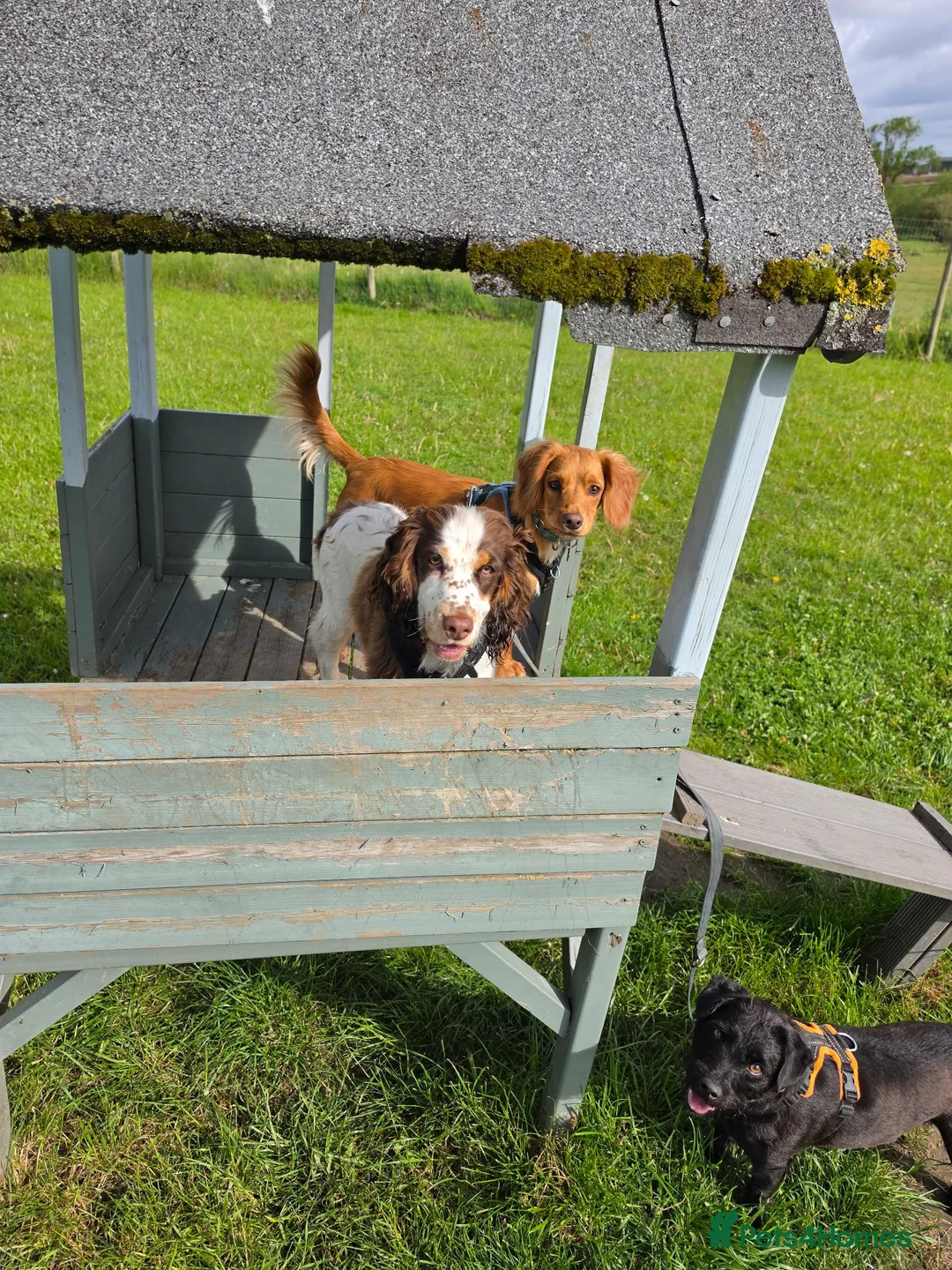 Cocker Spaniel dogs for sale: Cocker Spaniel 1x male and 1 x female - Advert 6