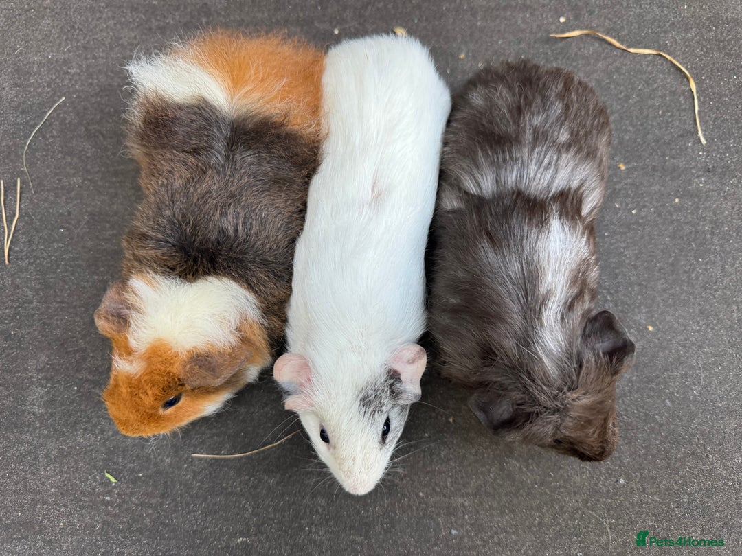 Guinea Pig rodents for sale: Beautiful Baby Female Guinea Pigs  - Image 5
