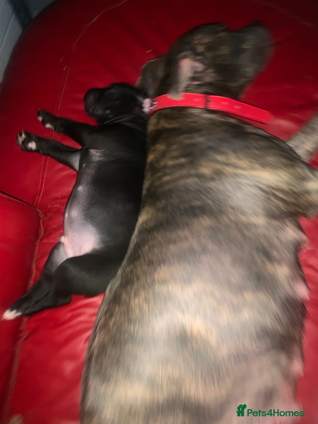 Mixed Breed dogs for sale: Miss Leanne smith - Advert 3