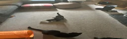 Mixed Breed cats for sale: 5 female kittens for sale - Advert 3