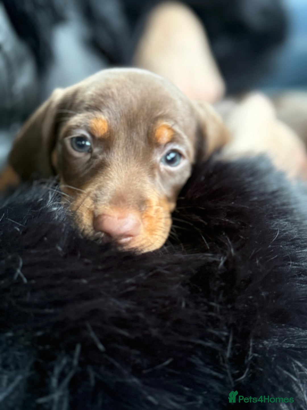 Miniature Dachshund dogs for sale: Mini Dachshunds  - Advert 24