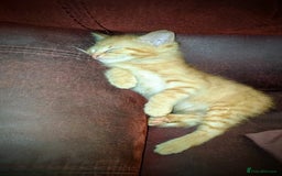 Maine Coon cats for sale: Exceptional Maine Coon x BSH Kittens Available Now - Image 16