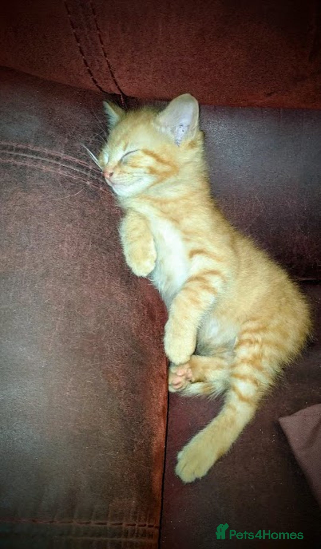 Maine Coon cats for sale: Exceptional Maine Coon x BSH Kittens Available Now - Image 16