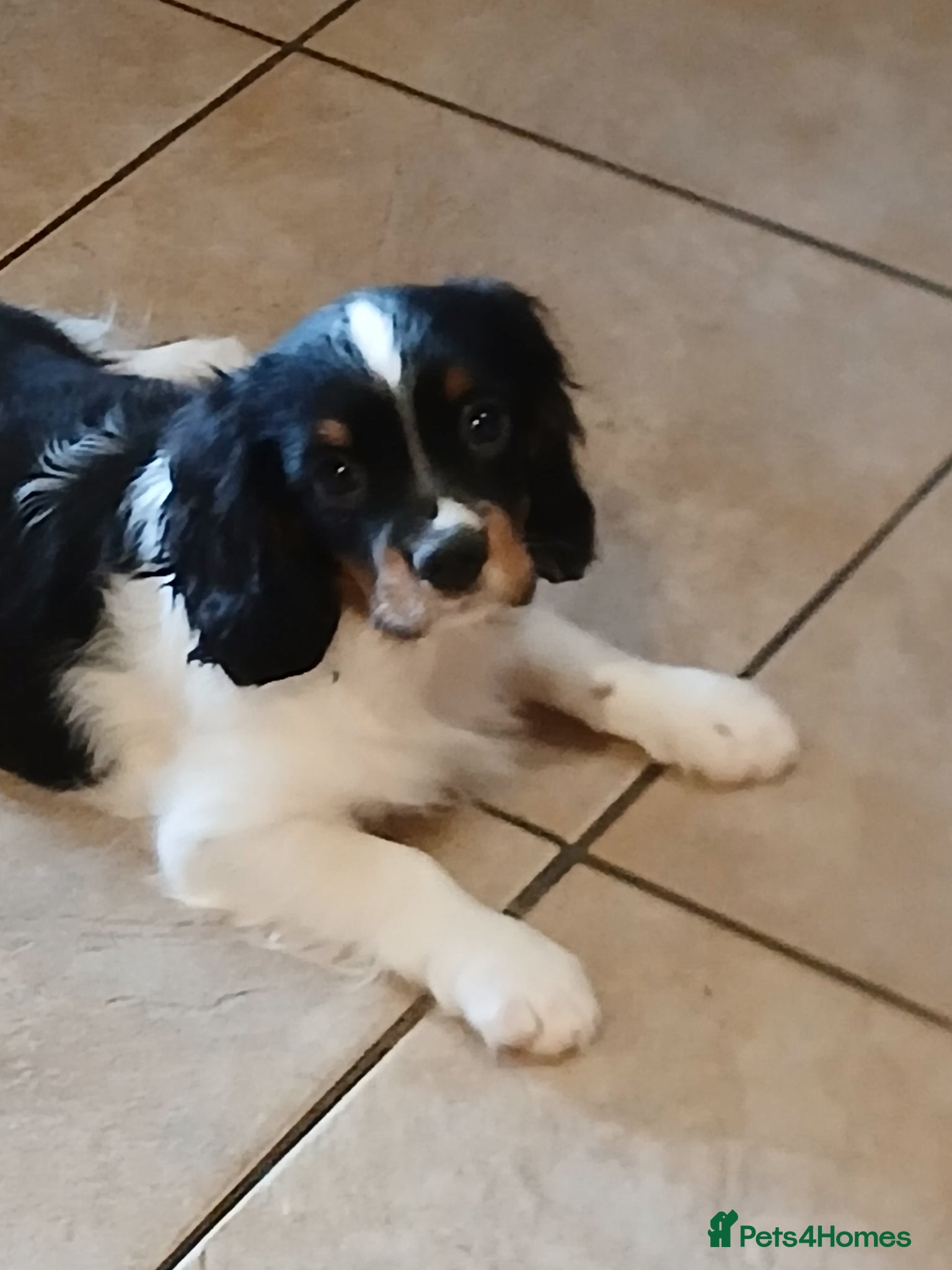 Cavalier King Charles Spaniel dogs LAST Fully vaccinated BOY - Advert 1