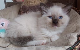 Ragdoll cats for sale: RAGDOLLS GIRLS BOYS BICOLOUR SEAL POINT BLUE EYES  - Image 7