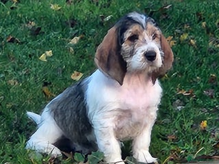 Basset Griffon Vendeen dogs Griffon grand bassets - Advert 4