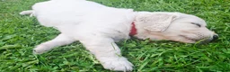 Golden Retriever dogs for sale: Golden Retriever Puppies  - Advert 7