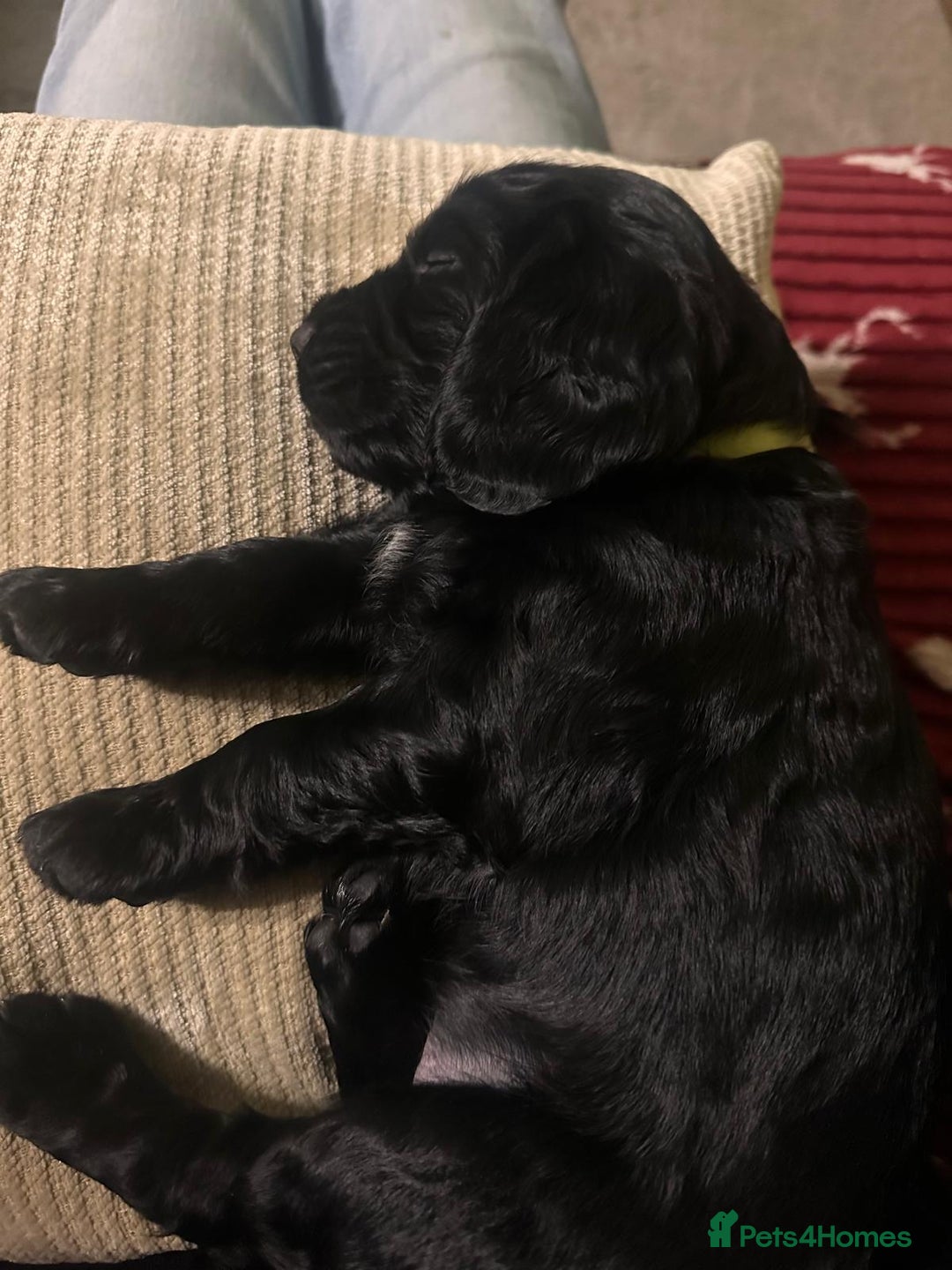 Cocker Spaniel dogs for sale: WORKING COCKER PUPS  - Advert 10