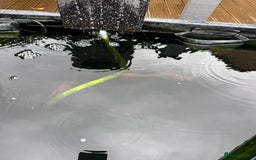 Pond Fish fish for sale: 4 pond fish - Image 3