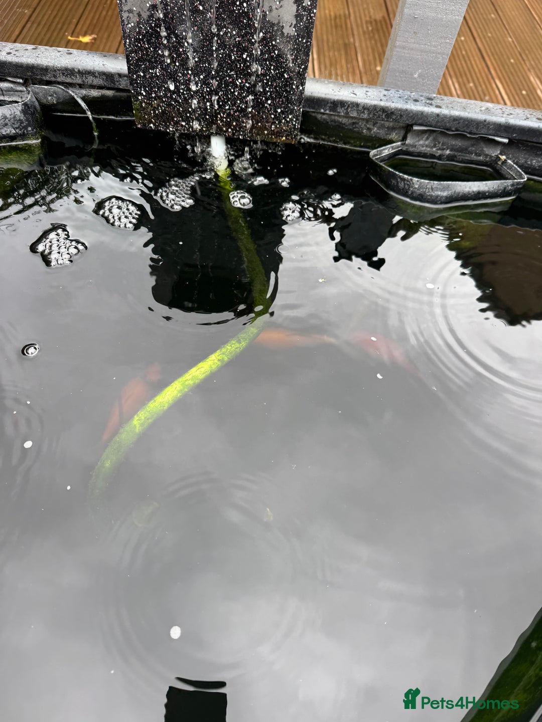 Pond Fish fish for sale: 4 pond fish - Image 3