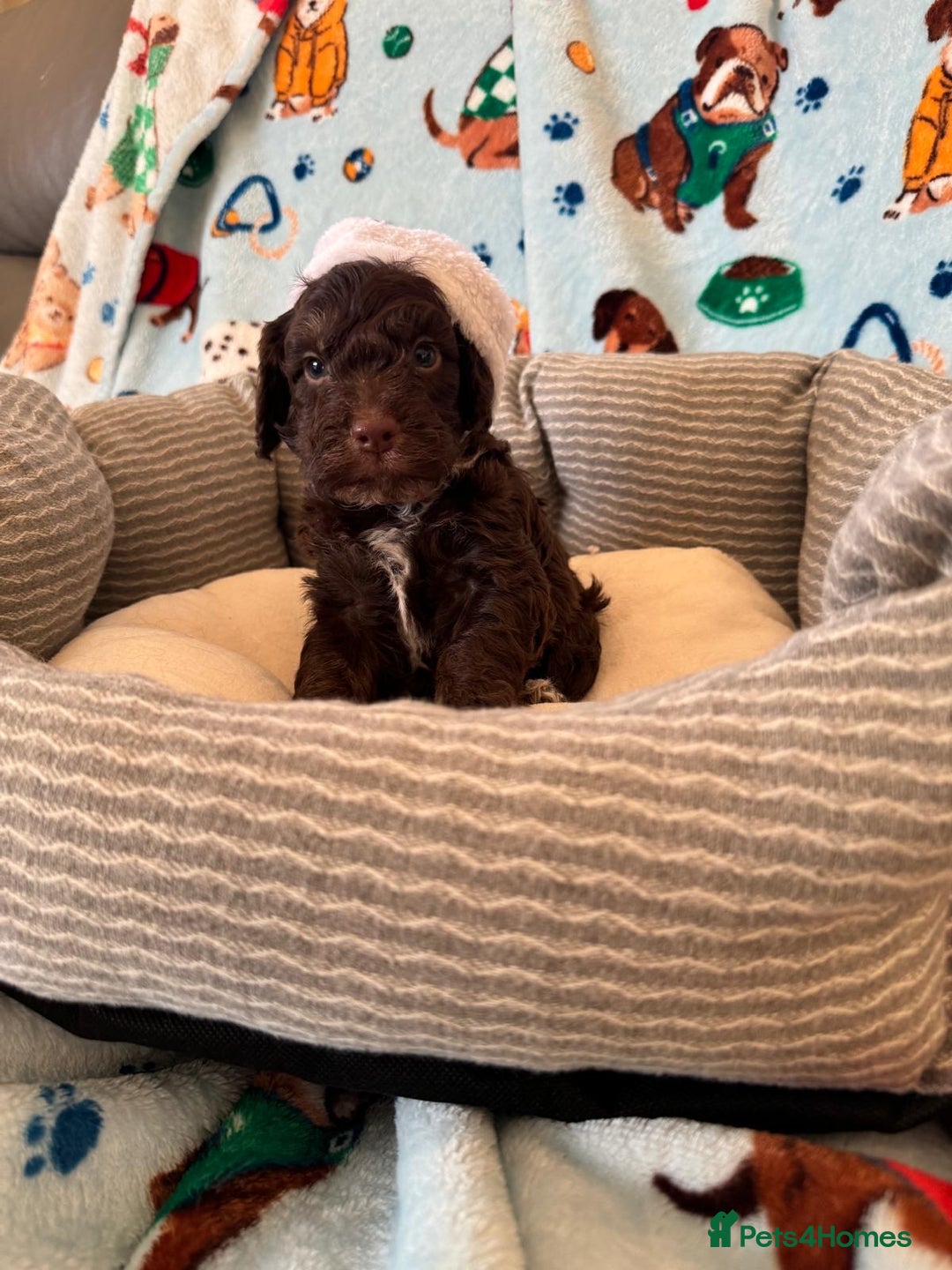 Cockapoo dogs for sale: Exceptional F1 Cockapoo puppies  - Advert 8