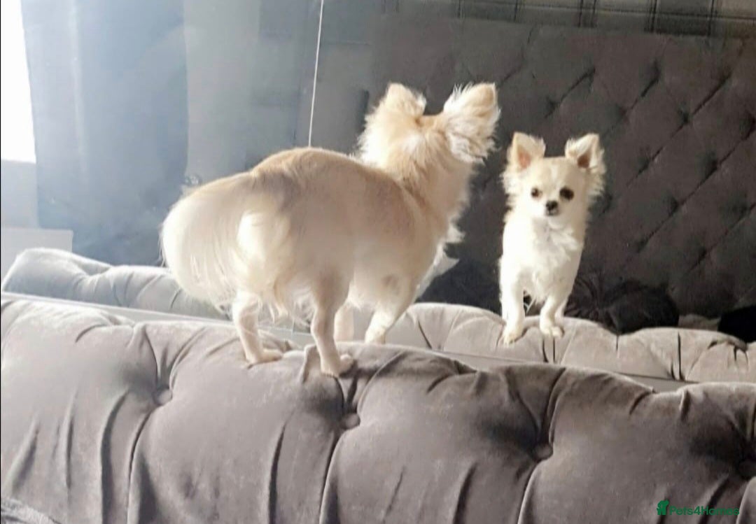 Simba