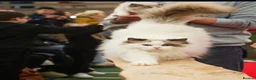 Ragdoll cats for sale: Outstanding quality Tortie Ragdolls - Advert 19