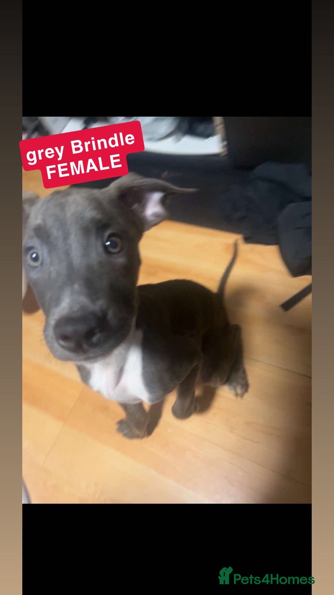 Mixed Breed dogs for sale: Dutch Shepard x American bulldog puppies  - Image 8