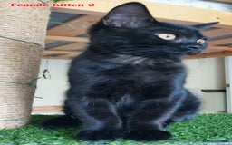 Mixed Breed cats for sale: 3 kittens for sale-mother British Shorthair  - Image 6