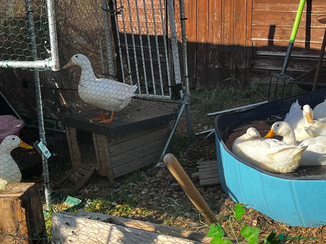 Ducks poultry for sale: Cherry Valley Drakes in Bury Saint Edmunds - Advert 2