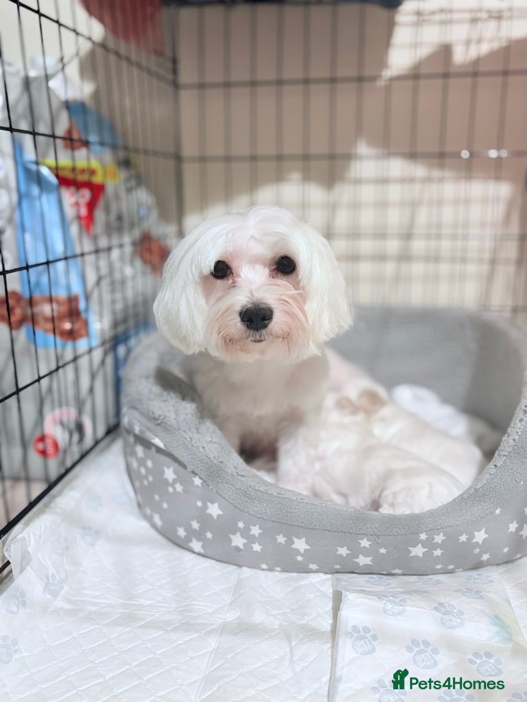 Bichon Frise dogs for sale: Bichon Frise Puppies for Sale 🐶 - Advert 2