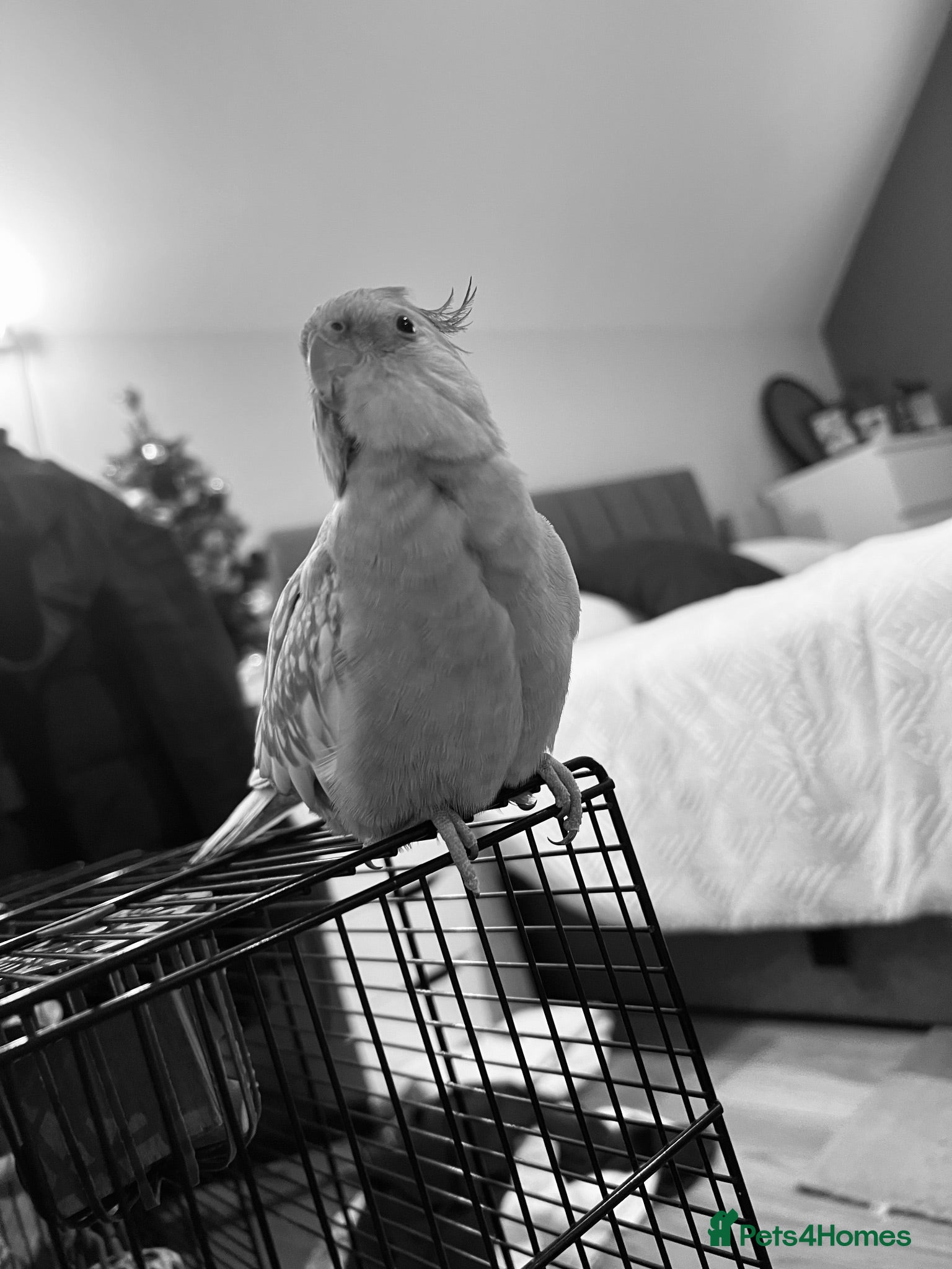 Cockatiels birds Shadow pearl grey  - Advert 1