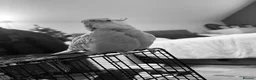 Cockatiels birds for sale: Shadow pearl grey  - Advert 1