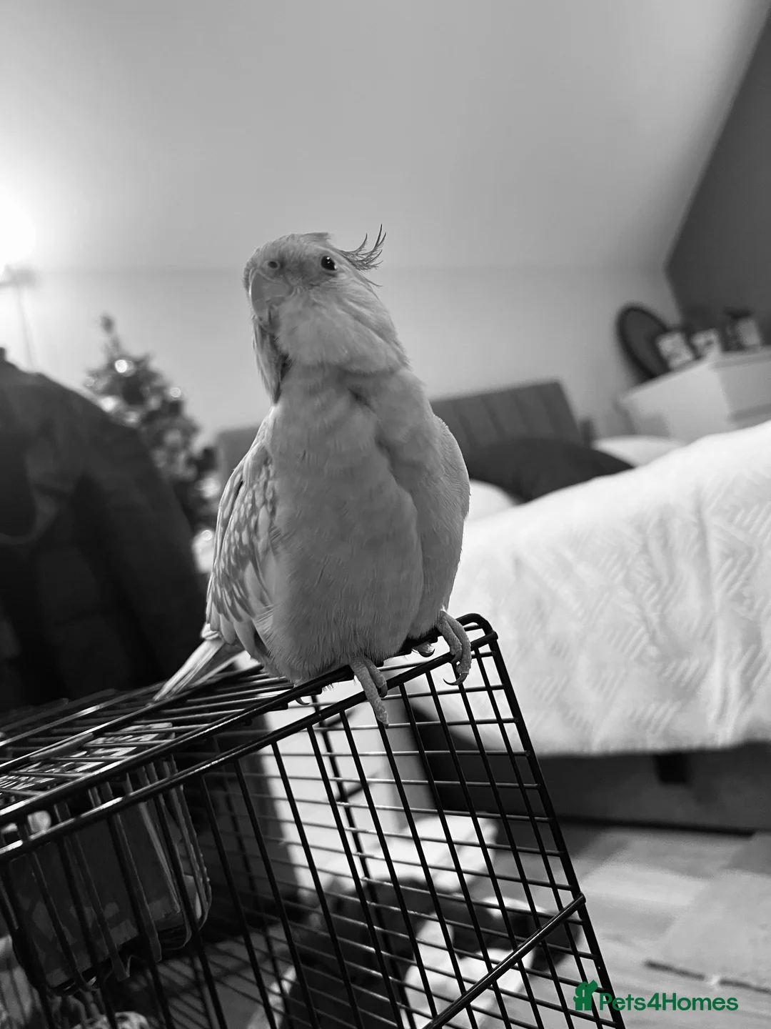 Cockatiels birds for sale: Shadow pearl grey  - Advert 1