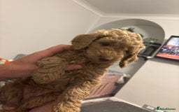 Cockapoo dogs for sale: Cockapoo puppies! 2 left! Ready 20/08/25 - Image 20