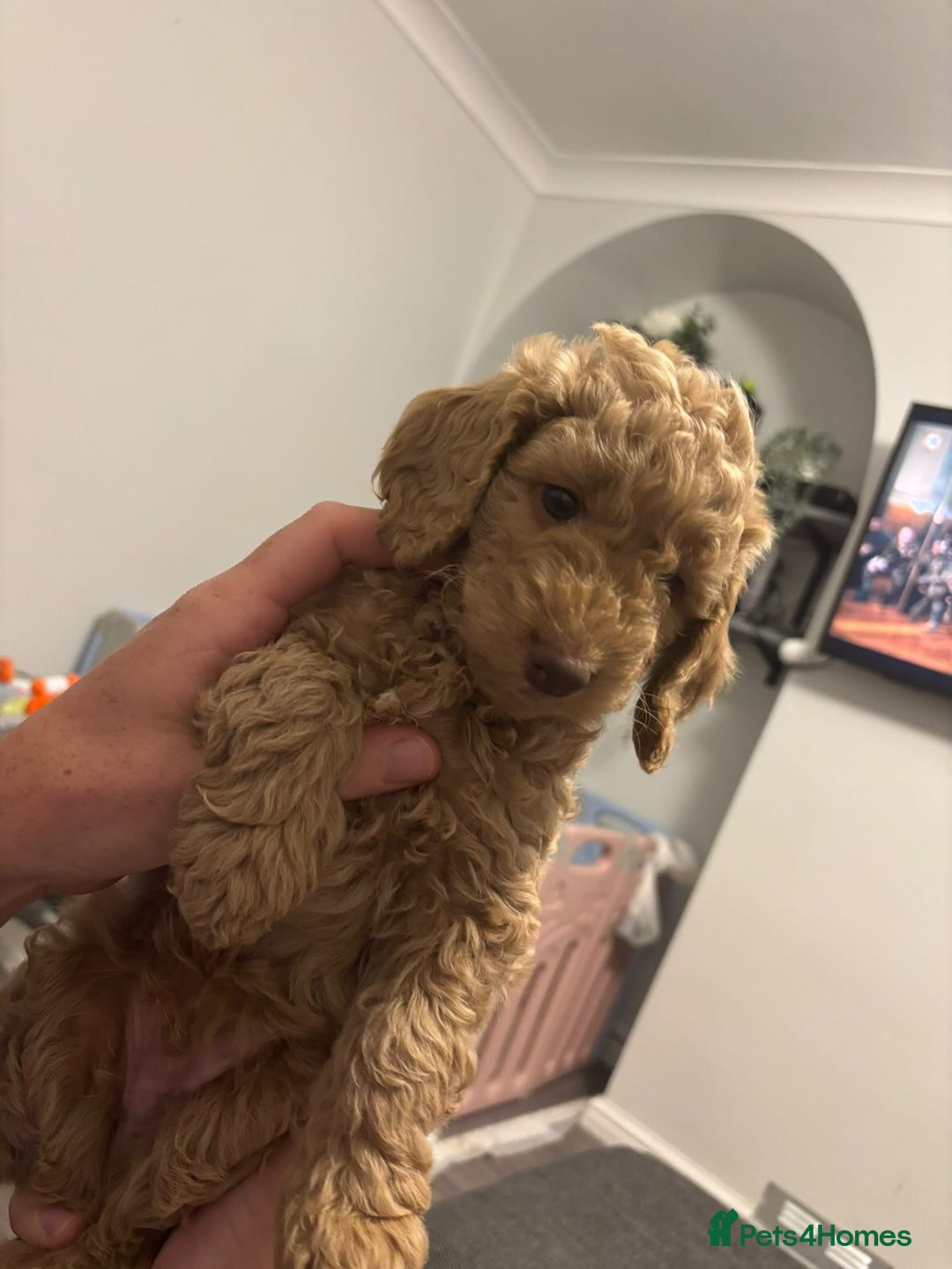 Cockapoo dogs for sale: Cockapoo puppies! 2 left! Ready 20/08/25 - Image 20